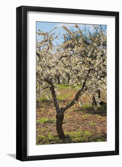 Almond Orchard in Blossom, Puglia, Italy, Europe-Martin-Framed Photographic Print