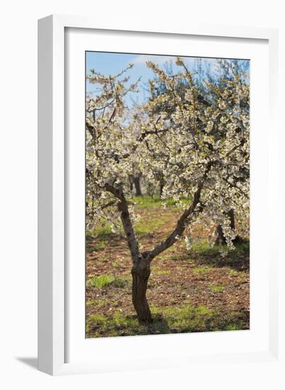 Almond Orchard in Blossom, Puglia, Italy, Europe-Martin-Framed Photographic Print