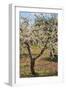 Almond Orchard in Blossom, Puglia, Italy, Europe-Martin-Framed Photographic Print