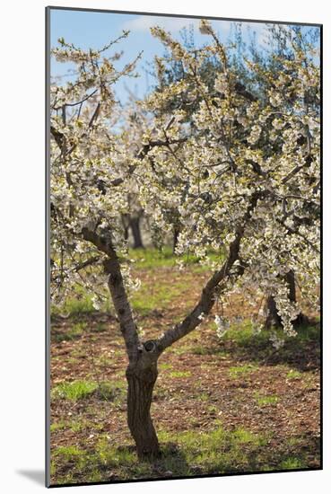 Almond Orchard in Blossom, Puglia, Italy, Europe-Martin-Mounted Photographic Print