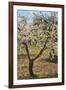 Almond Orchard in Blossom, Puglia, Italy, Europe-Martin-Framed Photographic Print