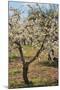 Almond Orchard in Blossom, Puglia, Italy, Europe-Martin-Mounted Photographic Print