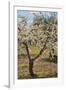 Almond Orchard in Blossom, Puglia, Italy, Europe-Martin-Framed Photographic Print