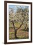 Almond Orchard in Blossom, Puglia, Italy, Europe-Martin-Framed Photographic Print