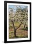 Almond Orchard in Blossom, Puglia, Italy, Europe-Martin-Framed Photographic Print