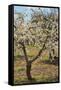 Almond Orchard in Blossom, Puglia, Italy, Europe-Martin-Framed Stretched Canvas