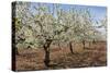 Almond Orchard in Blossom, Puglia, Italy, Europe-Martin-Stretched Canvas