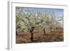 Almond Orchard in Blossom, Puglia, Italy, Europe-Martin-Framed Photographic Print