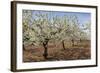 Almond Orchard in Blossom, Puglia, Italy, Europe-Martin-Framed Photographic Print