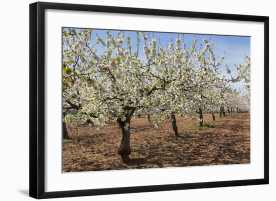 Almond Orchard in Blossom, Puglia, Italy, Europe-Martin-Framed Photographic Print