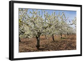 Almond Orchard in Blossom, Puglia, Italy, Europe-Martin-Framed Photographic Print