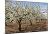 Almond Orchard in Blossom, Puglia, Italy, Europe-Martin-Mounted Photographic Print