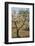 Almond Orchard in Blossom, Puglia, Italy, Europe-Martin-Framed Photographic Print