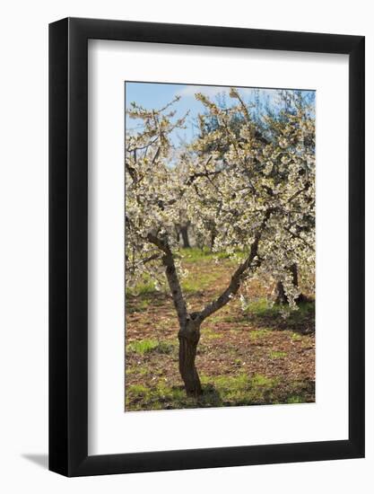 Almond Orchard in Blossom, Puglia, Italy, Europe-Martin-Framed Photographic Print