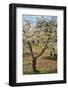 Almond Orchard in Blossom, Puglia, Italy, Europe-Martin-Framed Photographic Print