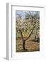 Almond Orchard in Blossom, Puglia, Italy, Europe-Martin-Framed Photographic Print
