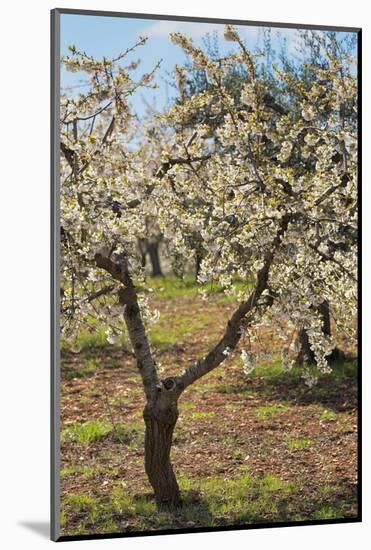 Almond Orchard in Blossom, Puglia, Italy, Europe-Martin-Mounted Photographic Print