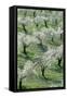 Almond Tree Cultivation Near the Town of Alhama-null-Framed Stretched Canvas
