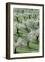 Almond Tree Cultivation Near the Town of Alhama-null-Framed Photographic Print