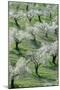 Almond Tree Cultivation Near the Town of Alhama-null-Mounted Photographic Print