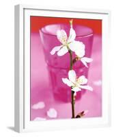 Almond Tree Flower-Amelie Vuillon-Framed Art Print