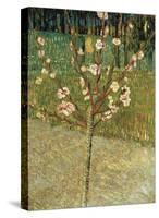 Almond Tree in Blossom, 1888-Vincent van Gogh-Stretched Canvas