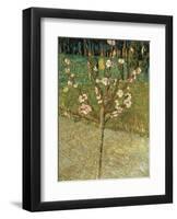 Almond Tree in Blossom, 1888-Vincent van Gogh-Framed Art Print