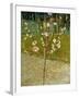 Almond Tree in Blossom, 1888-Vincent van Gogh-Framed Giclee Print