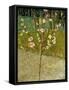 Almond Tree in Blossom, 1888-Vincent van Gogh-Framed Stretched Canvas