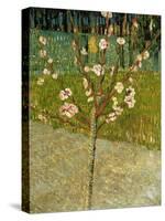 Almond Tree in Blossom, 1888-Vincent van Gogh-Stretched Canvas