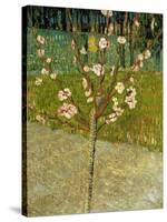 Almond Tree in Blossom, 1888-Vincent van Gogh-Stretched Canvas