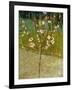 Almond Tree in Blossom, 1888-Vincent van Gogh-Framed Giclee Print