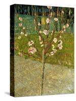 Almond Tree in Blossom, 1888-Vincent van Gogh-Stretched Canvas