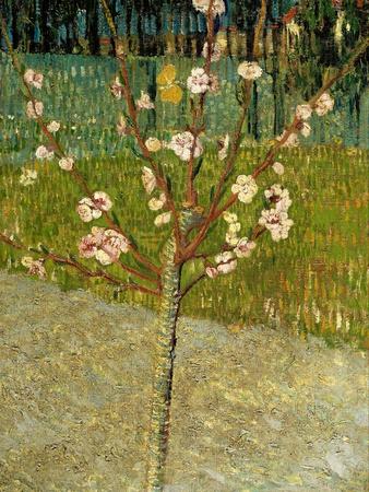 https://imgc.allpostersimages.com/img/posters/almond-tree-in-blossom-1888_u-L-Q1HLAZN0.jpg?artPerspective=n