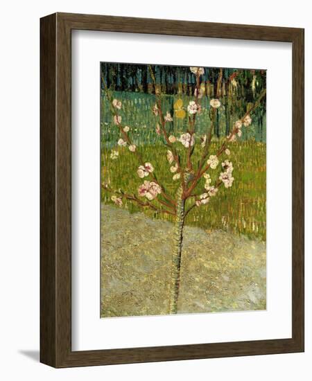 Almond Tree in Blossom, 1888-Vincent van Gogh-Framed Giclee Print