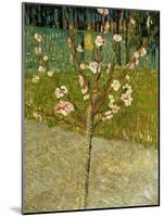 Almond Tree in Blossom, 1888-Vincent van Gogh-Mounted Giclee Print