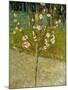 Almond Tree in Blossom, 1888-Vincent van Gogh-Mounted Giclee Print
