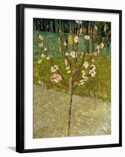 Almond Tree in Blossom, 1888-Vincent van Gogh-Framed Giclee Print