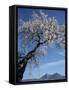 Almond Tree in Spring Blossom, Zahara De La Sierra, Andalucia, Spain, Europe-Tomlinson Ruth-Framed Stretched Canvas