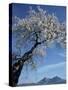 Almond Tree in Spring Blossom, Zahara De La Sierra, Andalucia, Spain, Europe-Tomlinson Ruth-Stretched Canvas