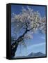 Almond Tree in Spring Blossom, Zahara De La Sierra, Andalucia, Spain, Europe-Tomlinson Ruth-Framed Stretched Canvas
