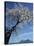 Almond Tree in Spring Blossom, Zahara De La Sierra, Andalucia, Spain, Europe-Tomlinson Ruth-Stretched Canvas