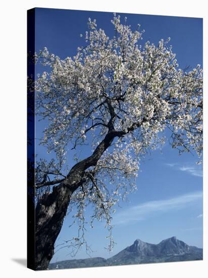 Almond Tree in Spring Blossom, Zahara De La Sierra, Andalucia, Spain, Europe-Tomlinson Ruth-Stretched Canvas