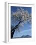 Almond Tree in Spring Blossom, Zahara De La Sierra, Andalucia, Spain, Europe-Tomlinson Ruth-Framed Photographic Print