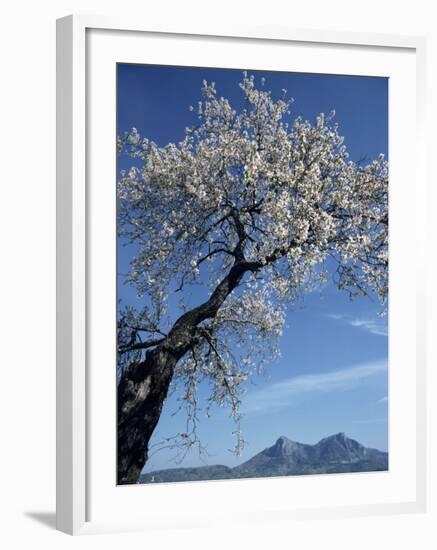 Almond Tree in Spring Blossom, Zahara De La Sierra, Andalucia, Spain, Europe-Tomlinson Ruth-Framed Photographic Print