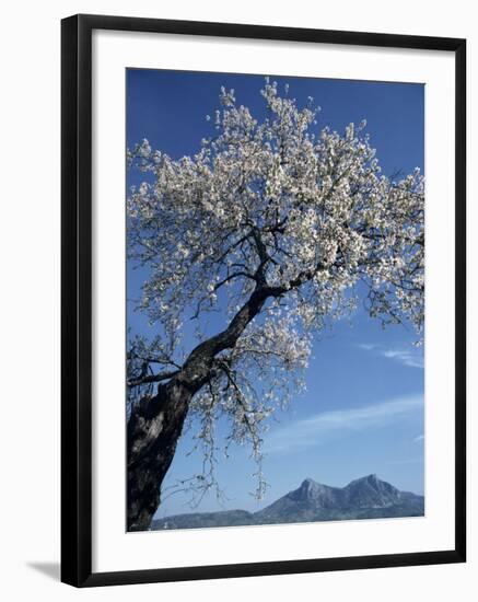 Almond Tree in Spring Blossom, Zahara De La Sierra, Andalucia, Spain, Europe-Tomlinson Ruth-Framed Photographic Print