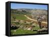 Almond Tree on Small Plot of Land, Near Mount Hebron, Israel, Middle East-Simanor Eitan-Framed Stretched Canvas