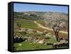 Almond Tree on Small Plot of Land, Near Mount Hebron, Israel, Middle East-Simanor Eitan-Framed Stretched Canvas