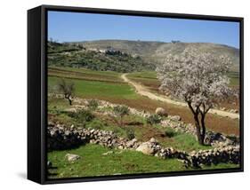 Almond Tree on Small Plot of Land, Near Mount Hebron, Israel, Middle East-Simanor Eitan-Framed Stretched Canvas