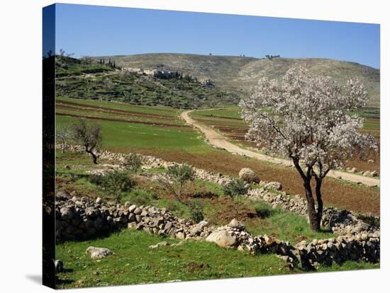 Almond Tree on Small Plot of Land, Near Mount Hebron, Israel, Middle East-Simanor Eitan-Stretched Canvas